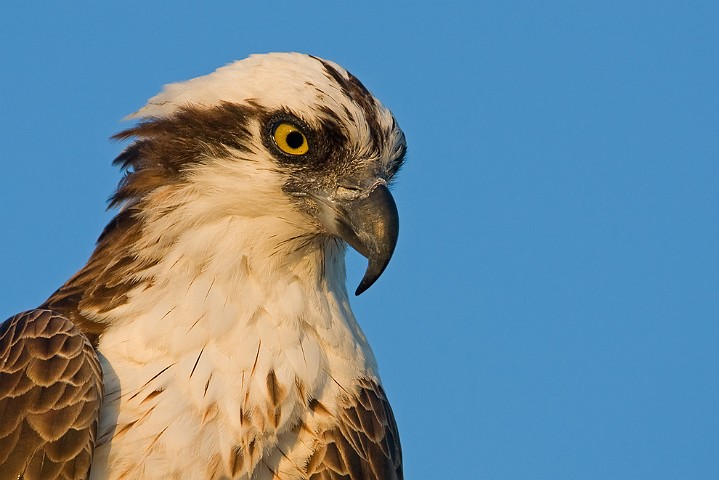 Fischadler Pandion haliaetus Osprey